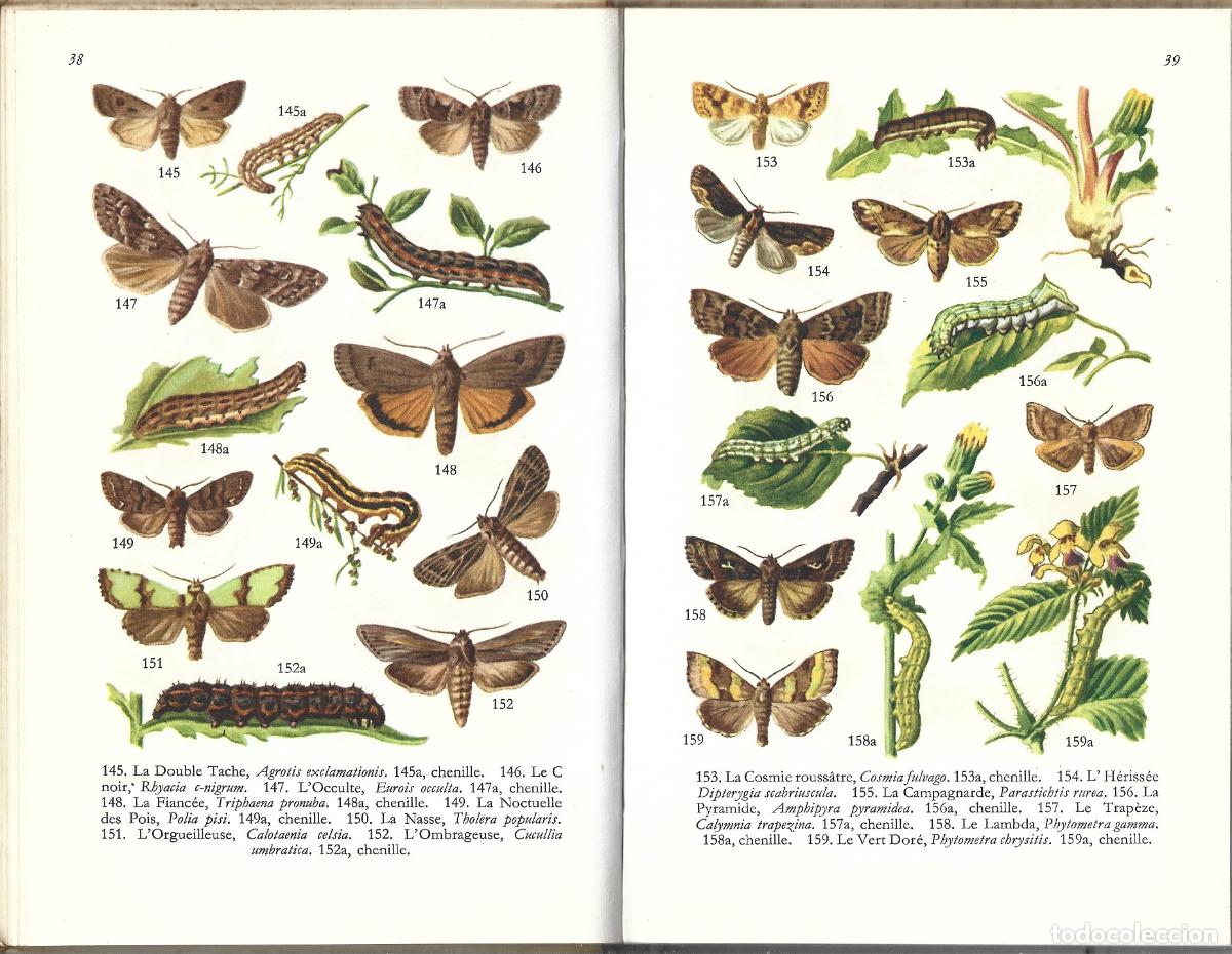 Libros de segunda mano: LES INSECTES.- FERNAND NATHAN.- LANDIN - Foto 3