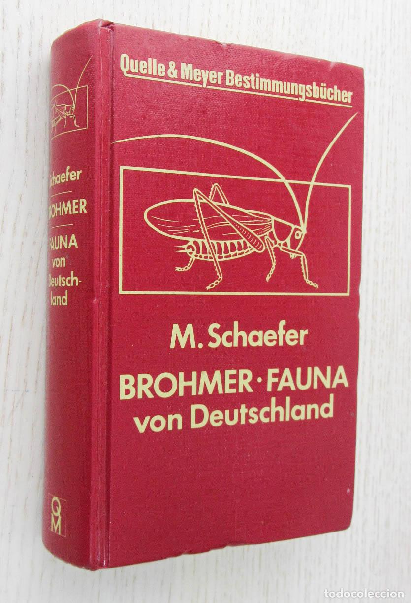 Gebrauchte B&uuml;cher: BROHMER. FAUNA VON DEUTSCHLAND. Ein Bestimmungsbuch unserer heimischen Tierwelt. - SHAEFER, Mattias