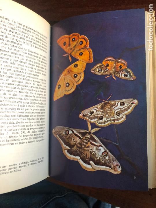 Libros de segunda mano: LOS INSECTOS. WALTER FORSTER. OMEGA 1969. - Foto 4