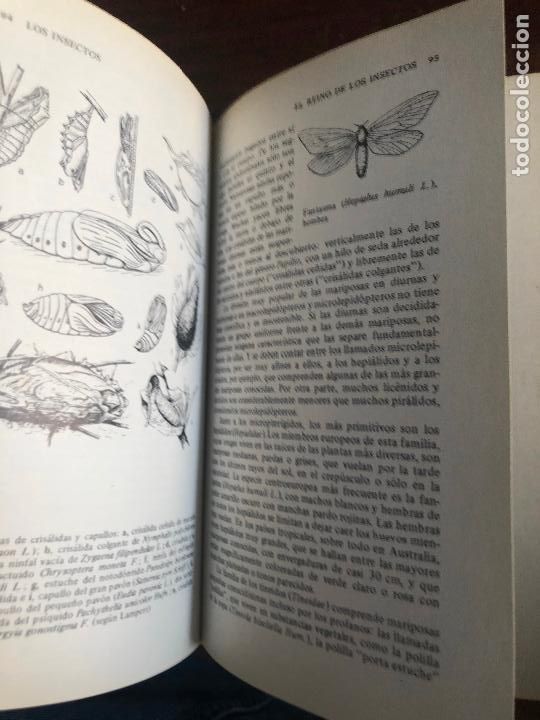 Libros de segunda mano: LOS INSECTOS. WALTER FORSTER. OMEGA 1969. - Foto 5