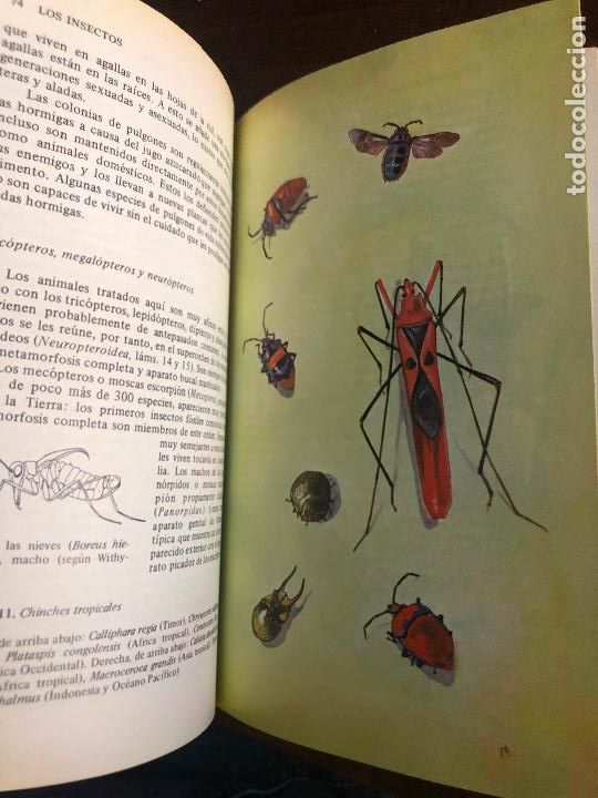 Libros de segunda mano: LOS INSECTOS. WALTER FORSTER. OMEGA 1969. - Foto 6