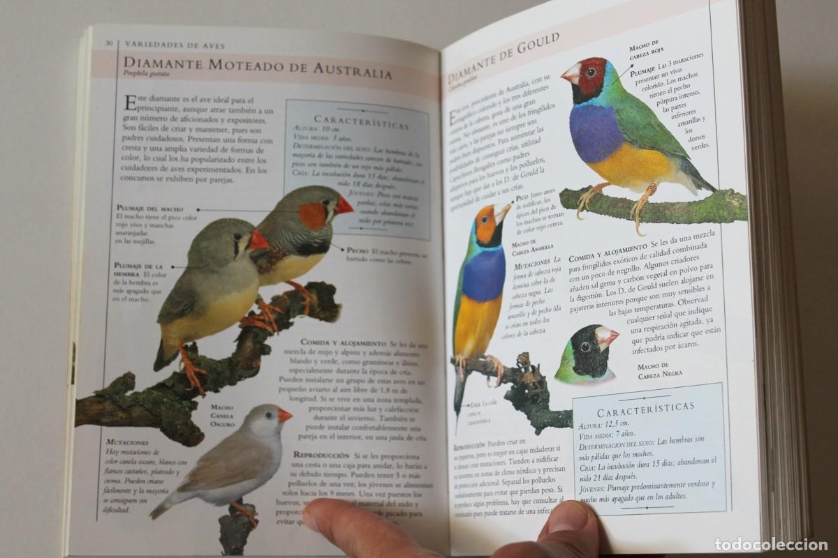 Libros de segunda mano: David Alderton - Aves de adorno - Omega - Foto 6