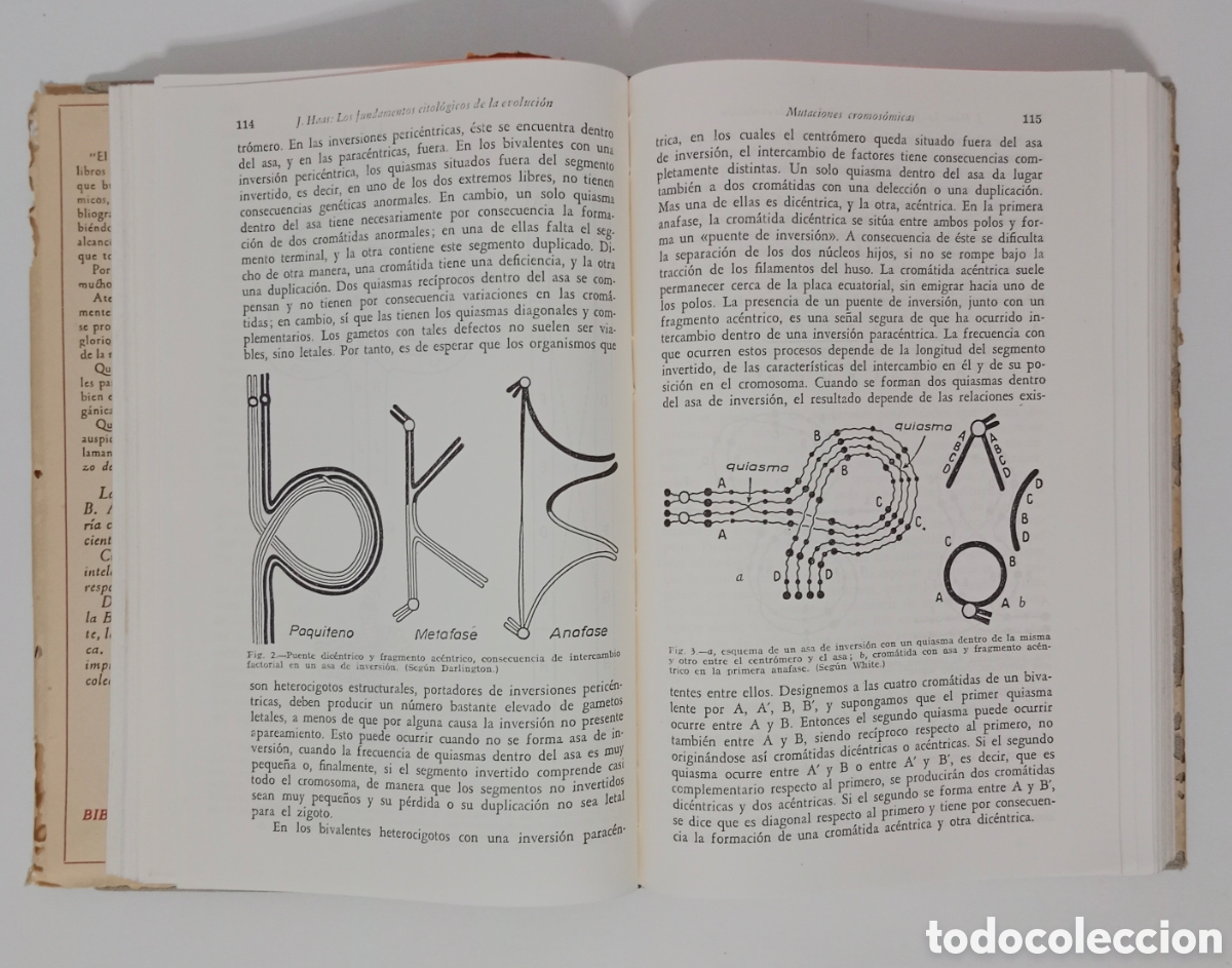 Libros de segunda mano: ORIGEN DE LA VIDA Y DEL HOMBRE - Adolfo Haas - Foto 2