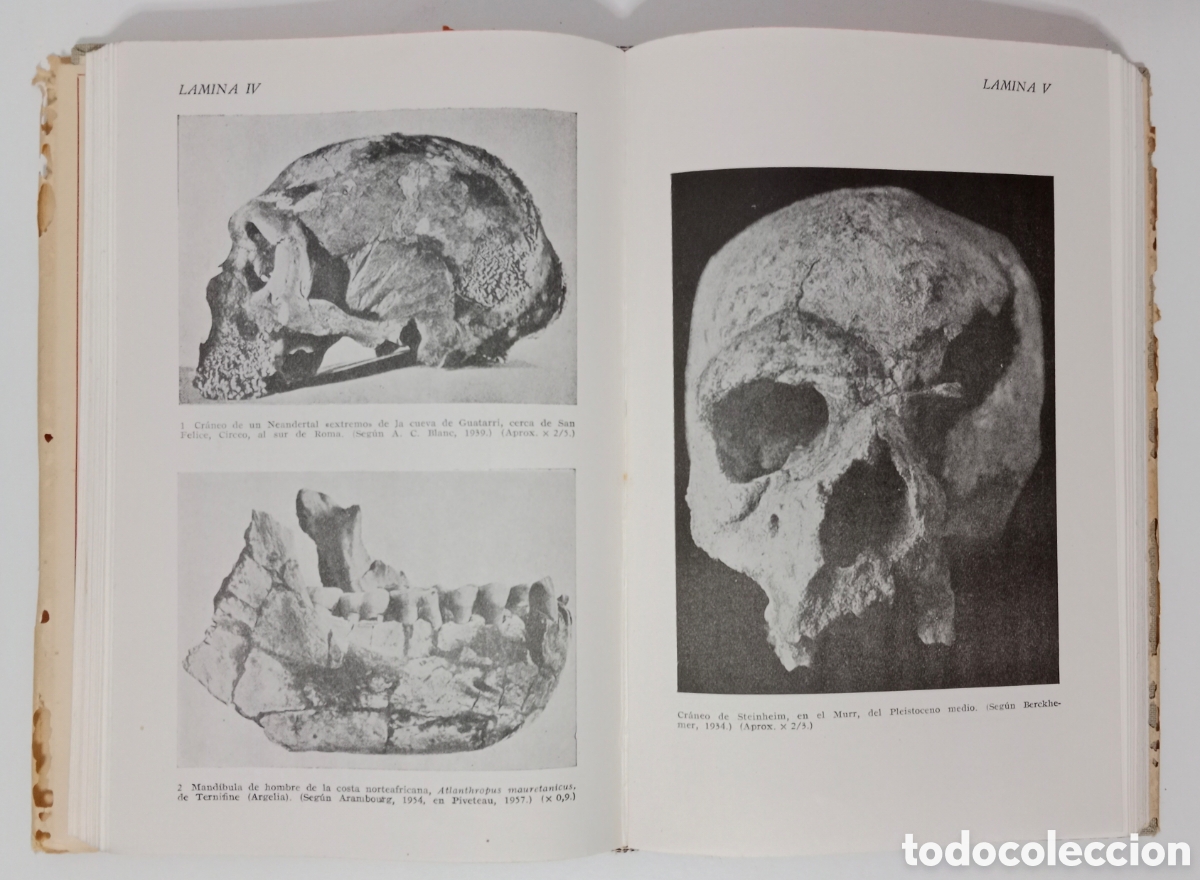 Libros de segunda mano: ORIGEN DE LA VIDA Y DEL HOMBRE - Adolfo Haas - Foto 4
