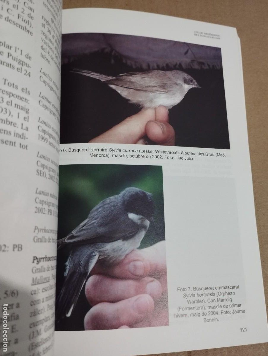 Libros de segunda mano: ANUARI ORNITOL&Ograve;GIC DE LES BALEARS, ANY 2004. VOLUM 19 - Foto 3