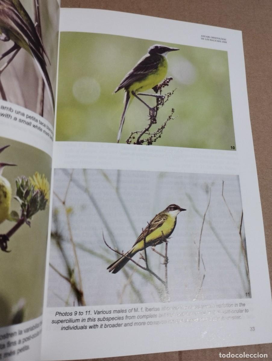 Libros de segunda mano: ANUARI ORNITOL&Ograve;GIC DE LES BALEARS, ANY 2008. VOLUM 23 - Foto 6