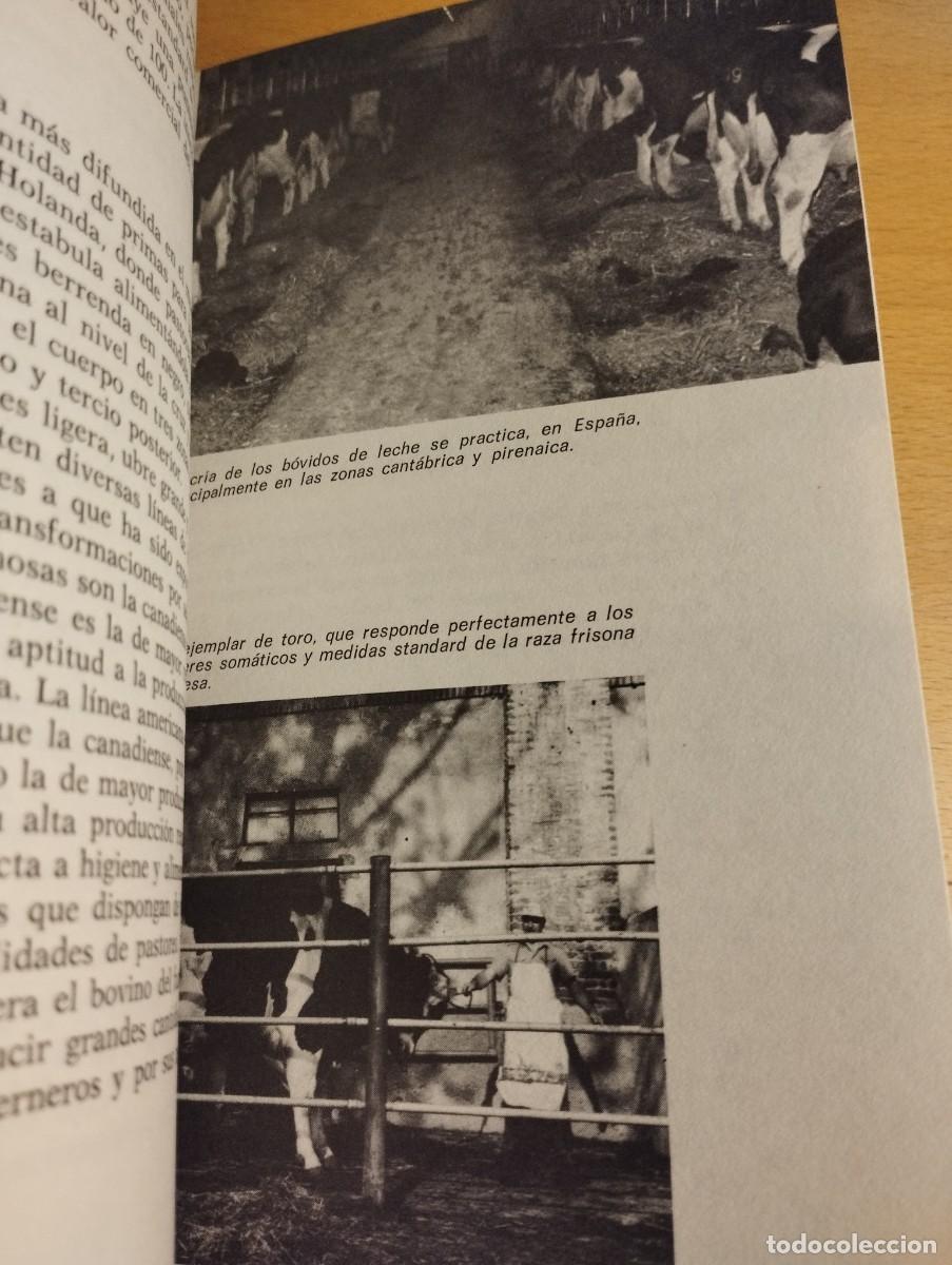 Libros de segunda mano: GANADER&Iacute;A MODERNA (L. M. DEL BO) - Foto 6