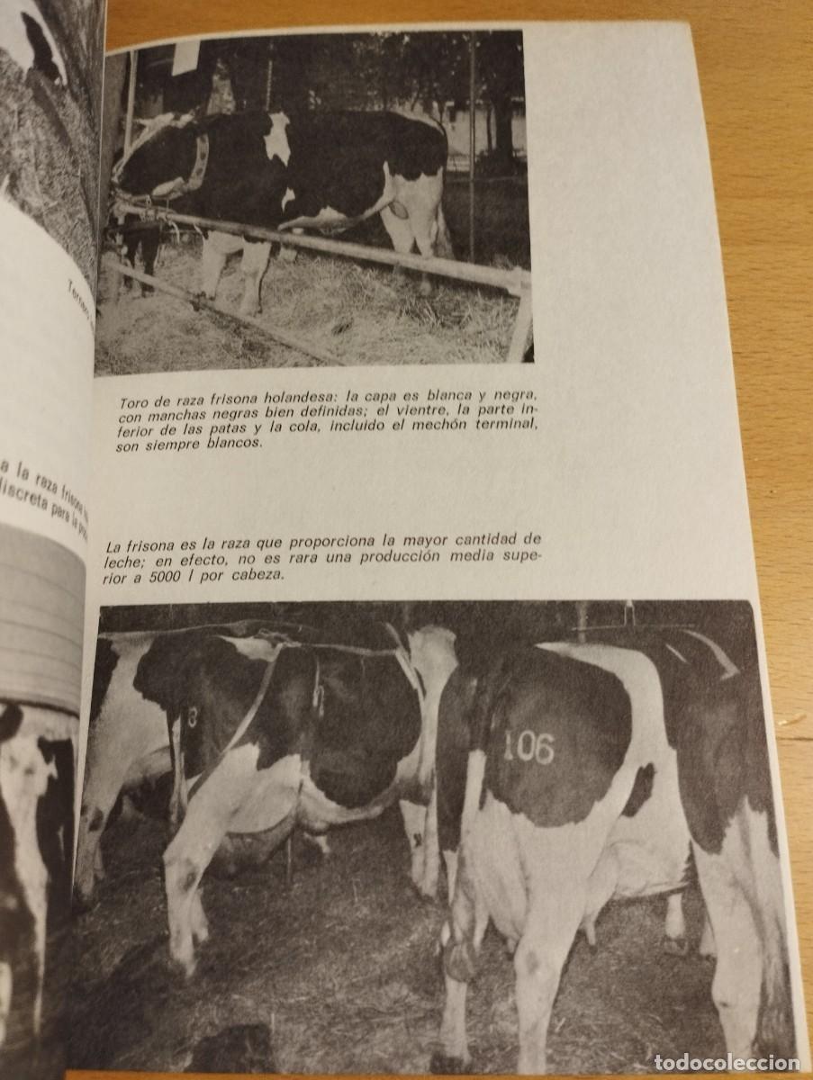 Libros de segunda mano: GANADER&Iacute;A MODERNA (L. M. DEL BO) - Foto 7