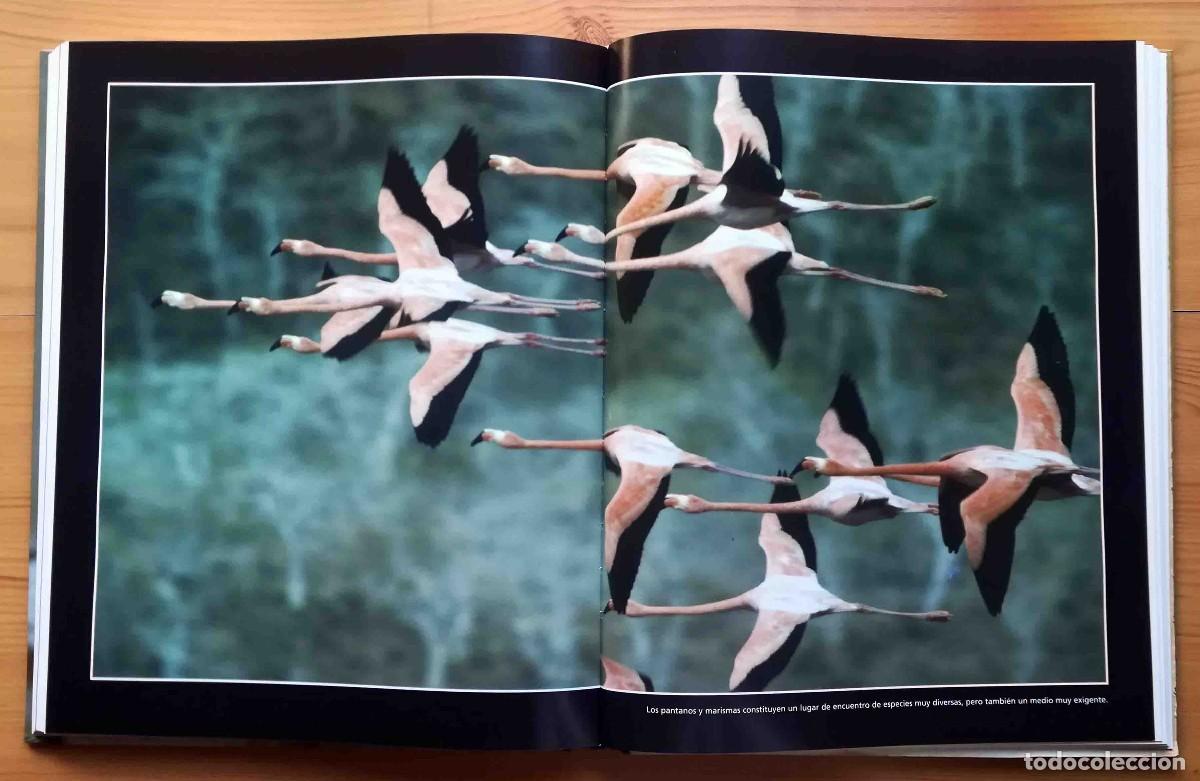 Libros de segunda mano: Los animales protagonistas de nuestra Tierra. Espacios h&uacute;medos. Ediciones Rueda. - Foto 5