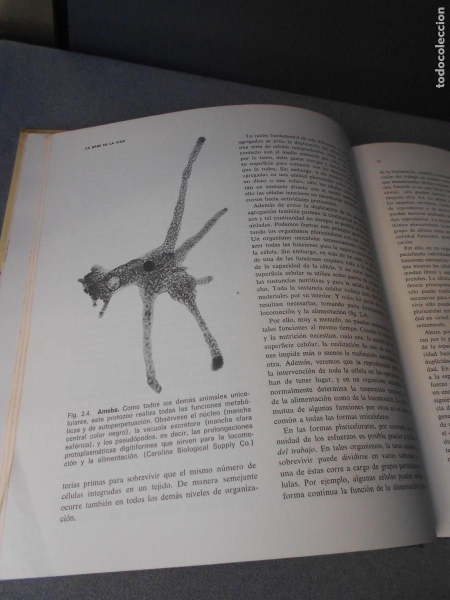Libros de segunda mano: ELEMENTOS DE BIOLOGIA - Foto 4