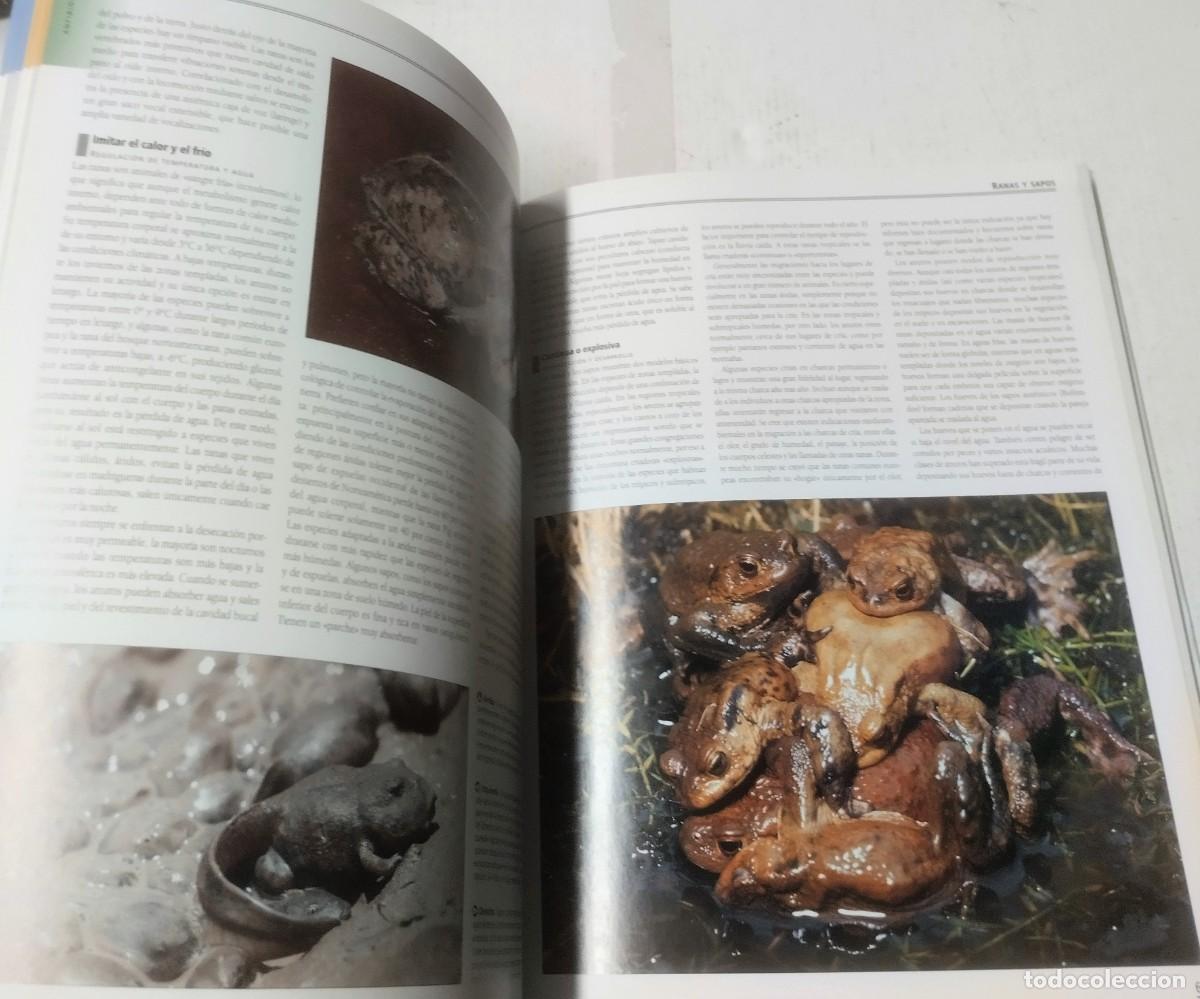 Libros de segunda mano: Enciclopedia completa de los reptiles y anfibios, Libsa, 2011 - Foto 6