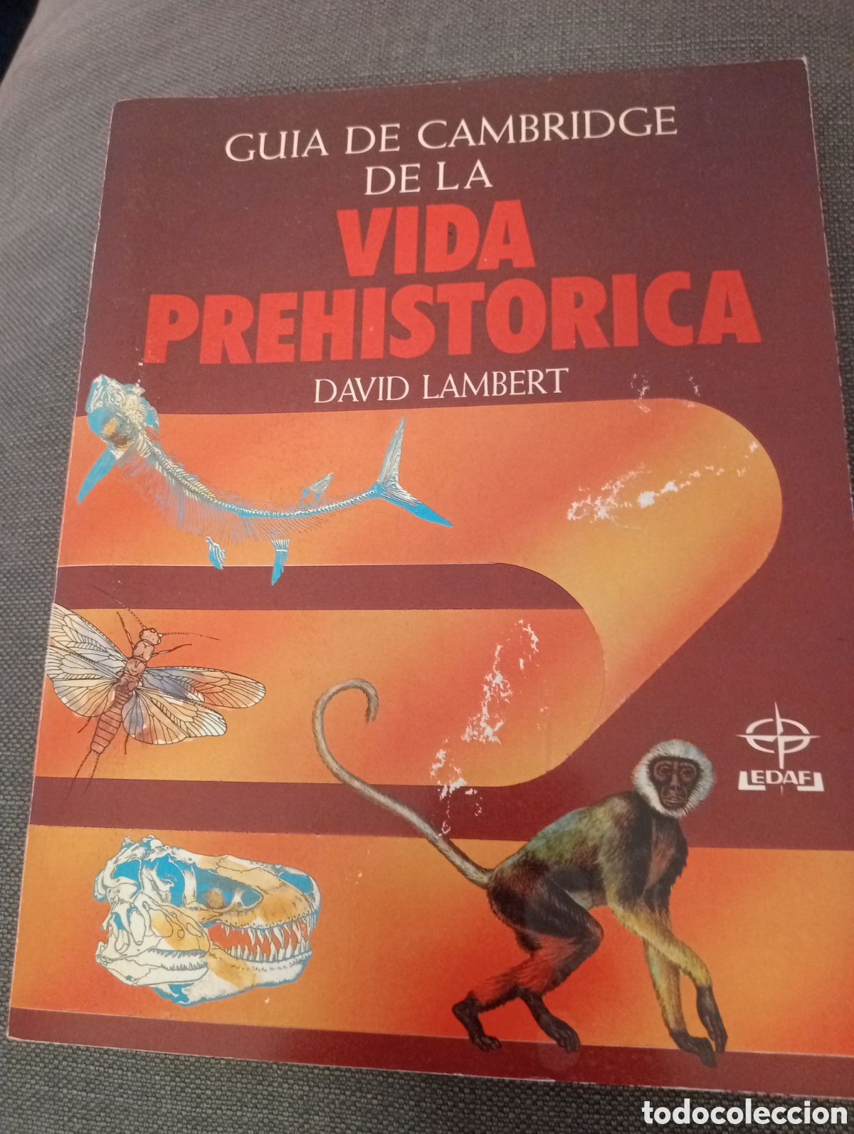 Libros de segunda mano: Guia de cambridge de la vida prehistorica .David Lambert . edaf . - Foto 1