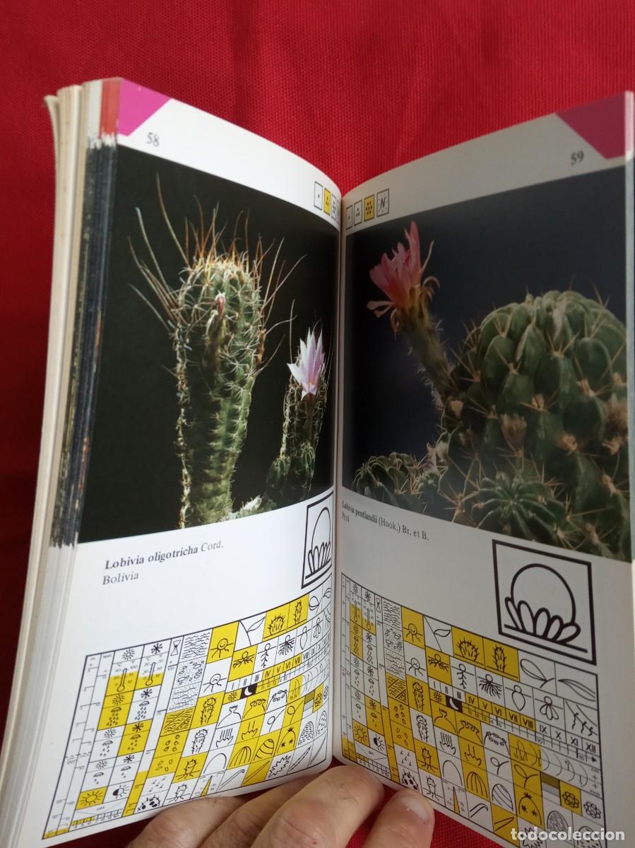 Libros de segunda mano: GU&Iacute;A PR&Aacute;CTICA CACTUS EN FLOR - DAIMON - Foto 3