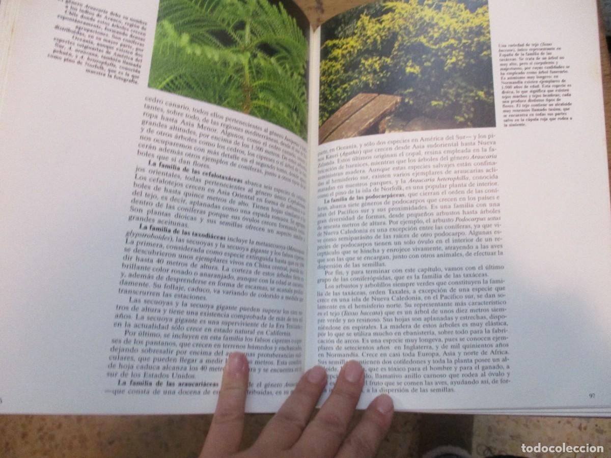 Libros de segunda mano: HISTORIA NATURAL Flora (2 tomos) W15526 - Foto 8