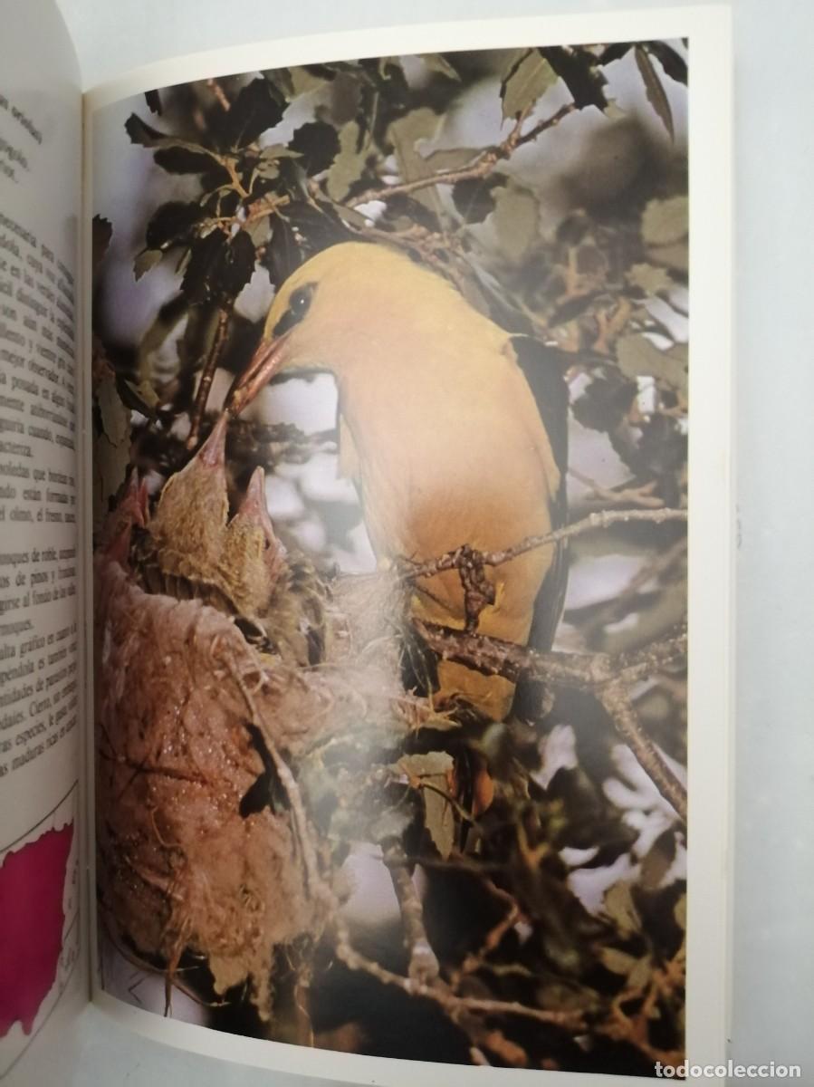 Libros de segunda mano: P&Aacute;JAROS DE NUESTROS CAMPOS Y BOSQUES - Foto 5