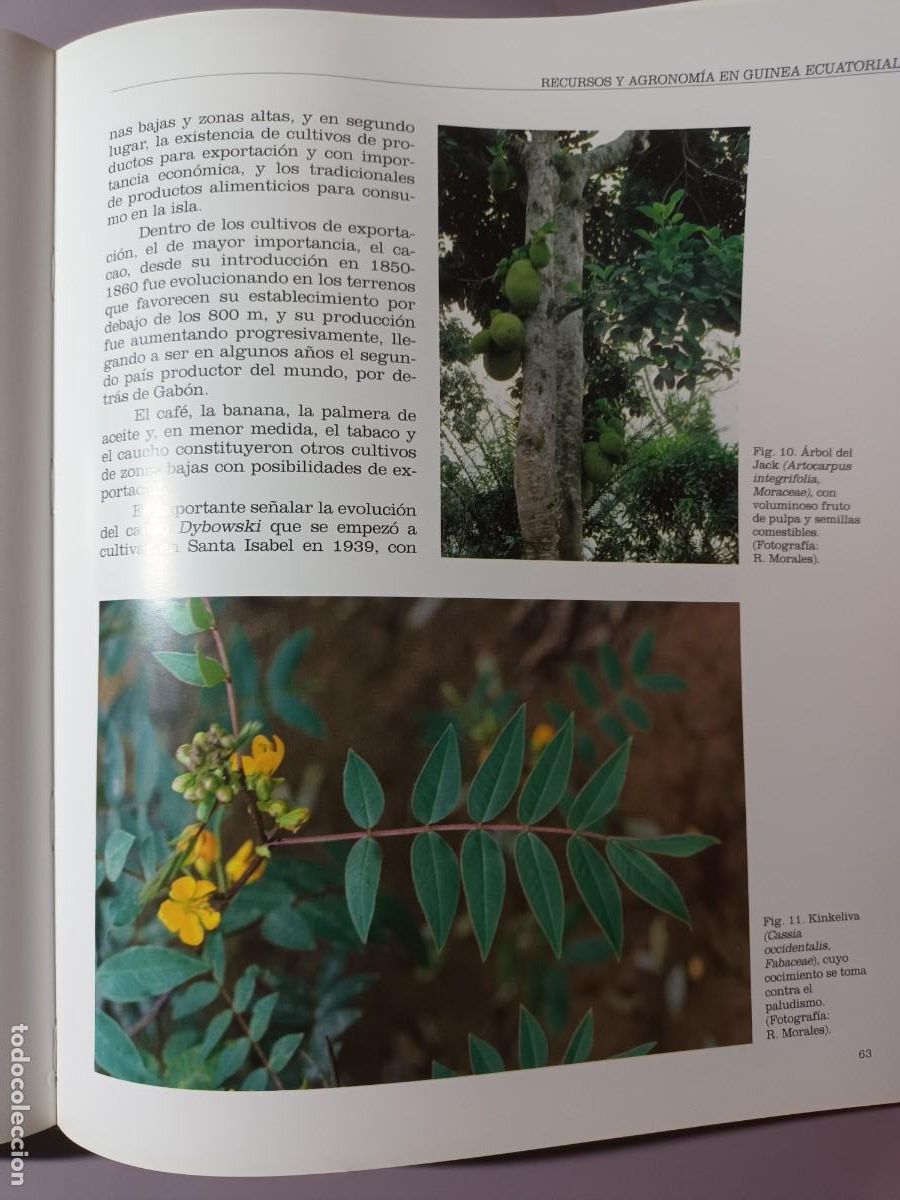 Libros de segunda mano: BOT&Aacute;NICA Y BOT&Aacute;NICOS EN GUINEA ECUATORIAL (REAL JARDIN BOT&Aacute;NICO. CSIC) - Foto 5