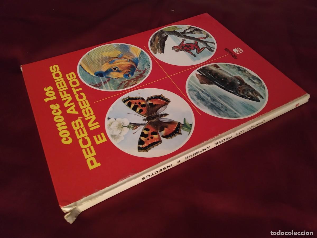 Libros de segunda mano: CONOCE LOS PECES, ANFIBIOS E INSECTOS EDITORIAL FHER 1971 - Foto 3