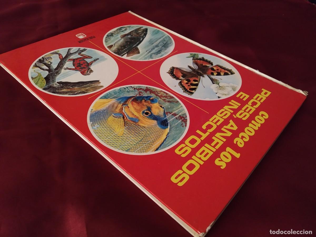 Libros de segunda mano: CONOCE LOS PECES, ANFIBIOS E INSECTOS EDITORIAL FHER 1971 - Foto 4