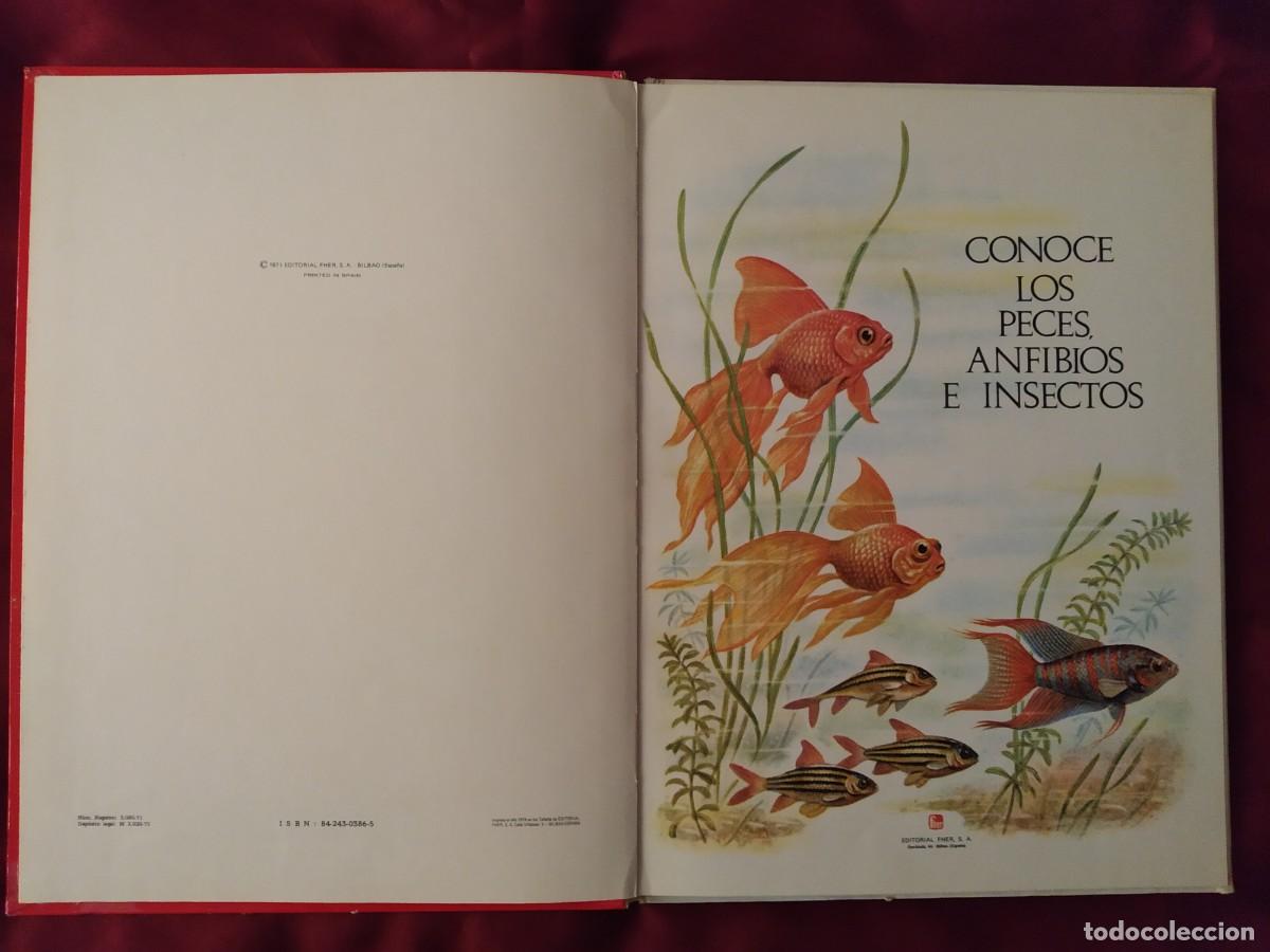 Libros de segunda mano: CONOCE LOS PECES, ANFIBIOS E INSECTOS EDITORIAL FHER 1971 - Foto 7