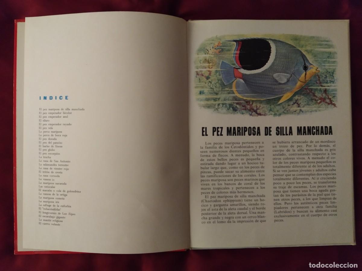 Libros de segunda mano: CONOCE LOS PECES, ANFIBIOS E INSECTOS EDITORIAL FHER 1971 - Foto 8