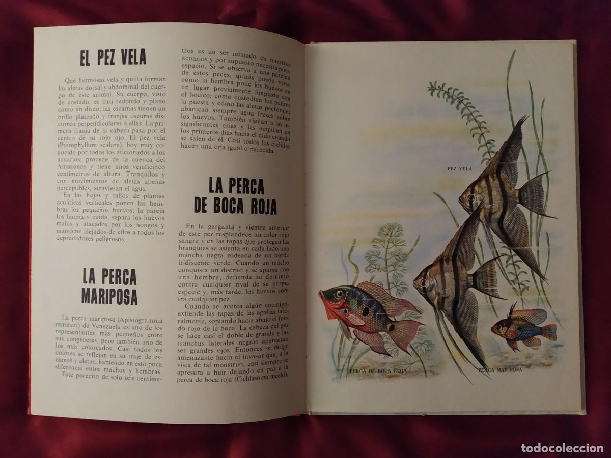 Libros de segunda mano: CONOCE LOS PECES, ANFIBIOS E INSECTOS EDITORIAL FHER 1971 - Foto 9