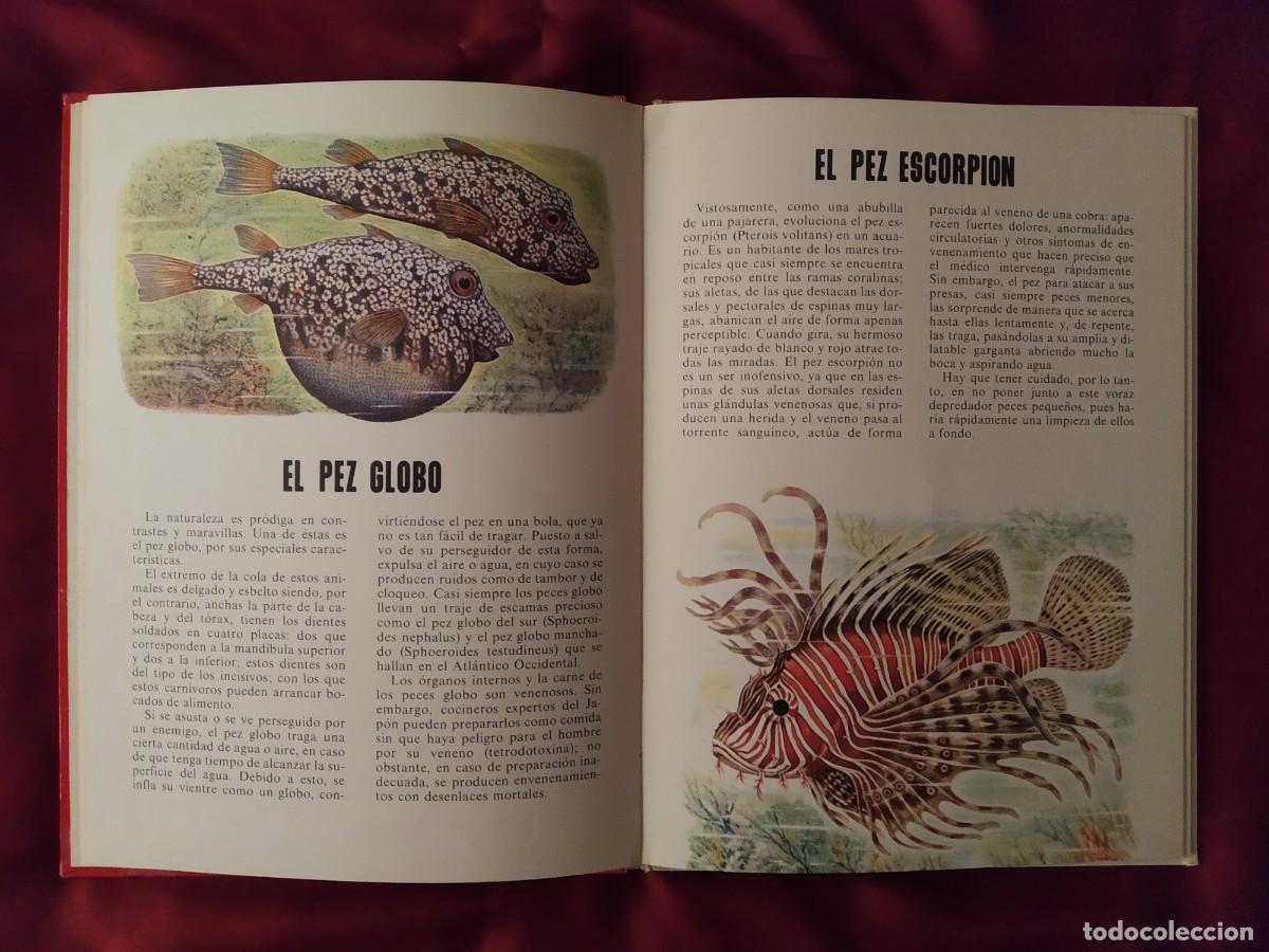 Libros de segunda mano: CONOCE LOS PECES, ANFIBIOS E INSECTOS EDITORIAL FHER 1971 - Foto 10
