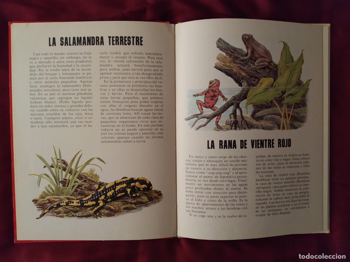 Libros de segunda mano: CONOCE LOS PECES, ANFIBIOS E INSECTOS EDITORIAL FHER 1971 - Foto 11
