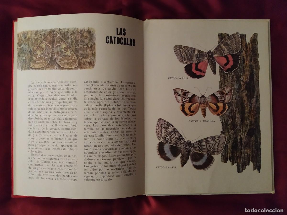 Libros de segunda mano: CONOCE LOS PECES, ANFIBIOS E INSECTOS EDITORIAL FHER 1971 - Foto 13