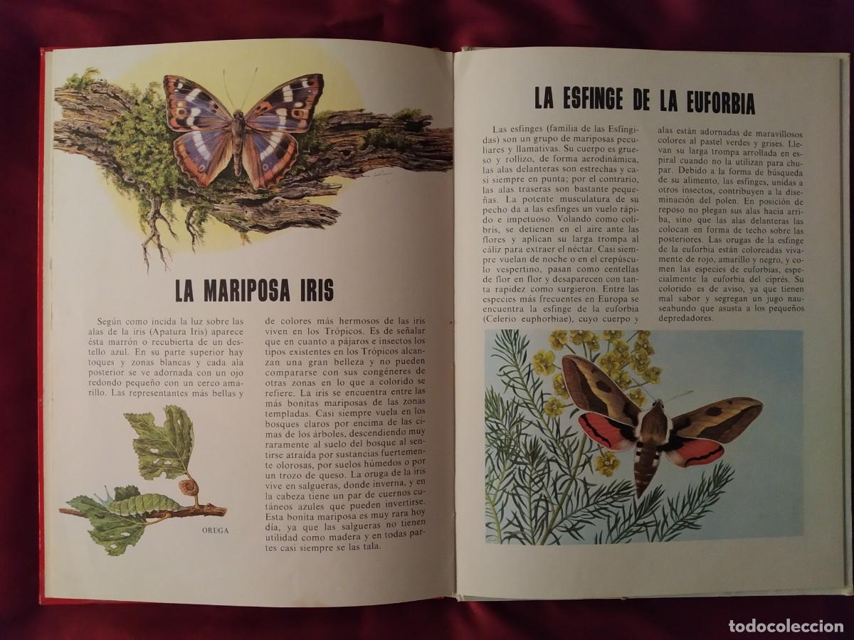 Libros de segunda mano: CONOCE LOS PECES, ANFIBIOS E INSECTOS EDITORIAL FHER 1971 - Foto 14