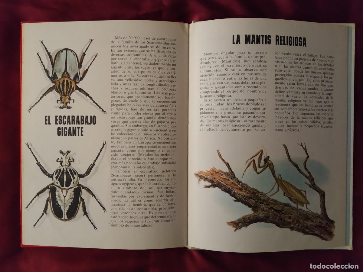 Libros de segunda mano: CONOCE LOS PECES, ANFIBIOS E INSECTOS EDITORIAL FHER 1971 - Foto 15