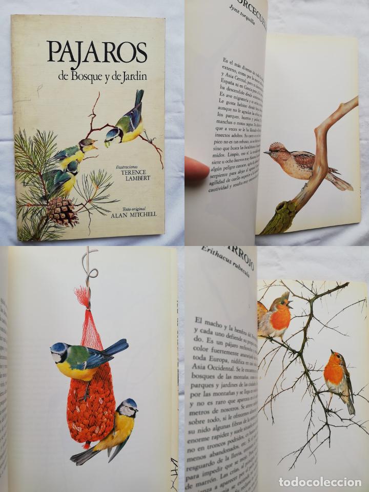 Libros de segunda mano: P&Aacute;JAROS DE BOSQUE Y JARD&Iacute;N. ALAN MITCHELL, TERENCE LAMBERT. - Foto 1