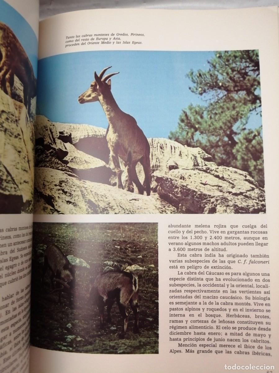 Libros de segunda mano: EL MACHO MONT&Eacute;S. EL HOMBRE Y LA TIERRA - Foto 4