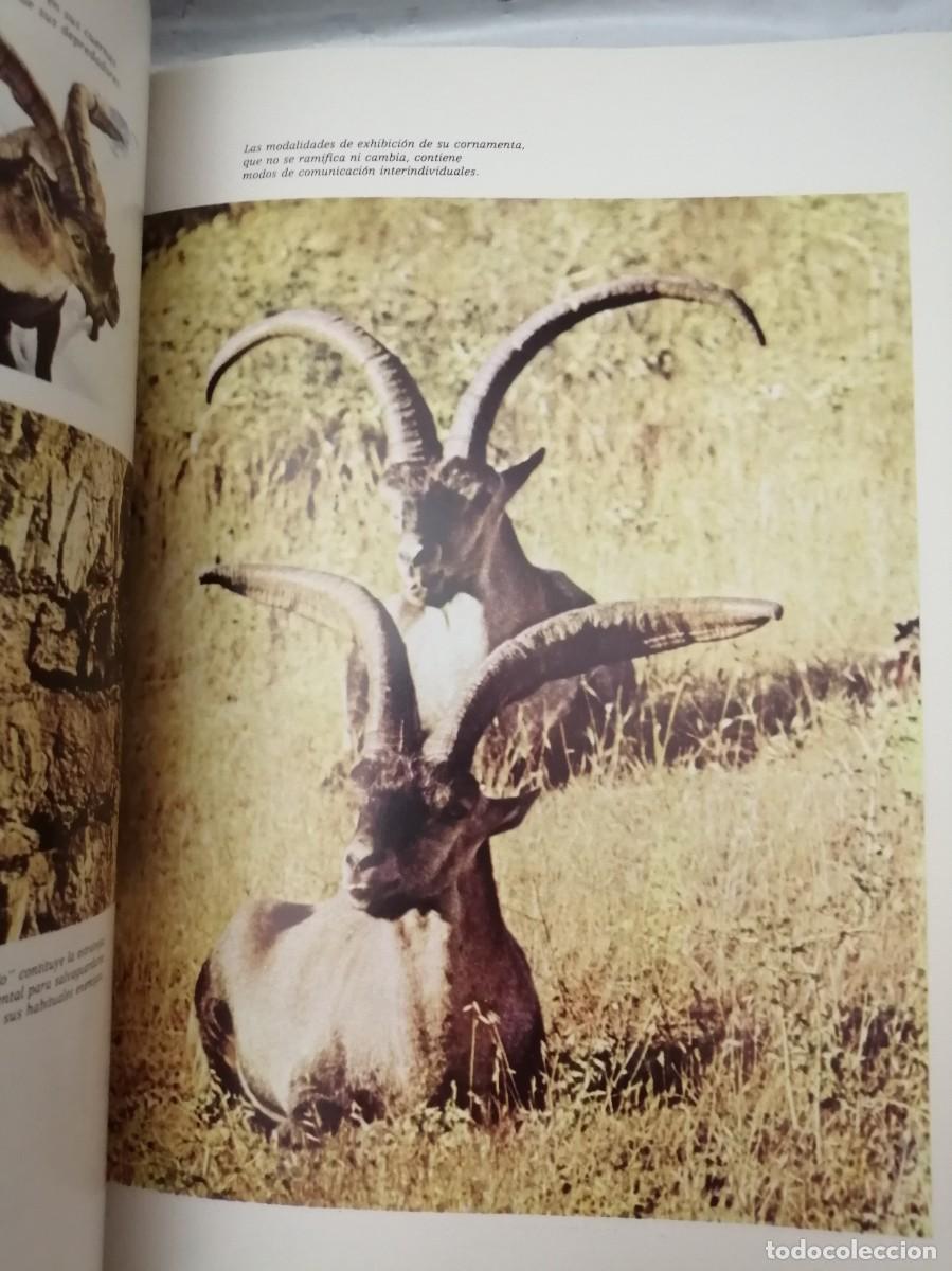 Libros de segunda mano: EL MACHO MONT&Eacute;S. EL HOMBRE Y LA TIERRA - Foto 7