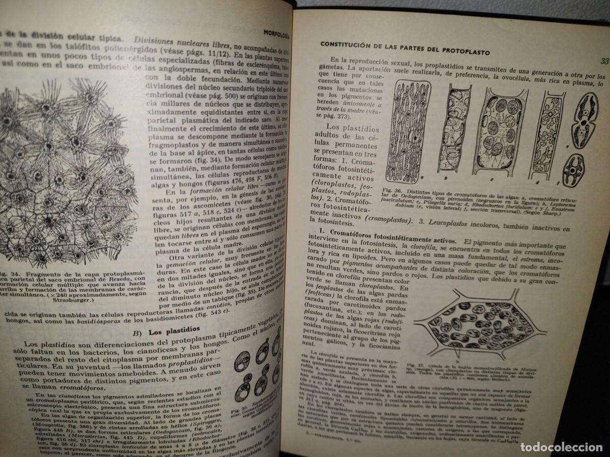 Libros de segunda mano: 47- TRATADO DE BOT&Aacute;NICA - E. STRASBURGER - 1971 - Foto 12