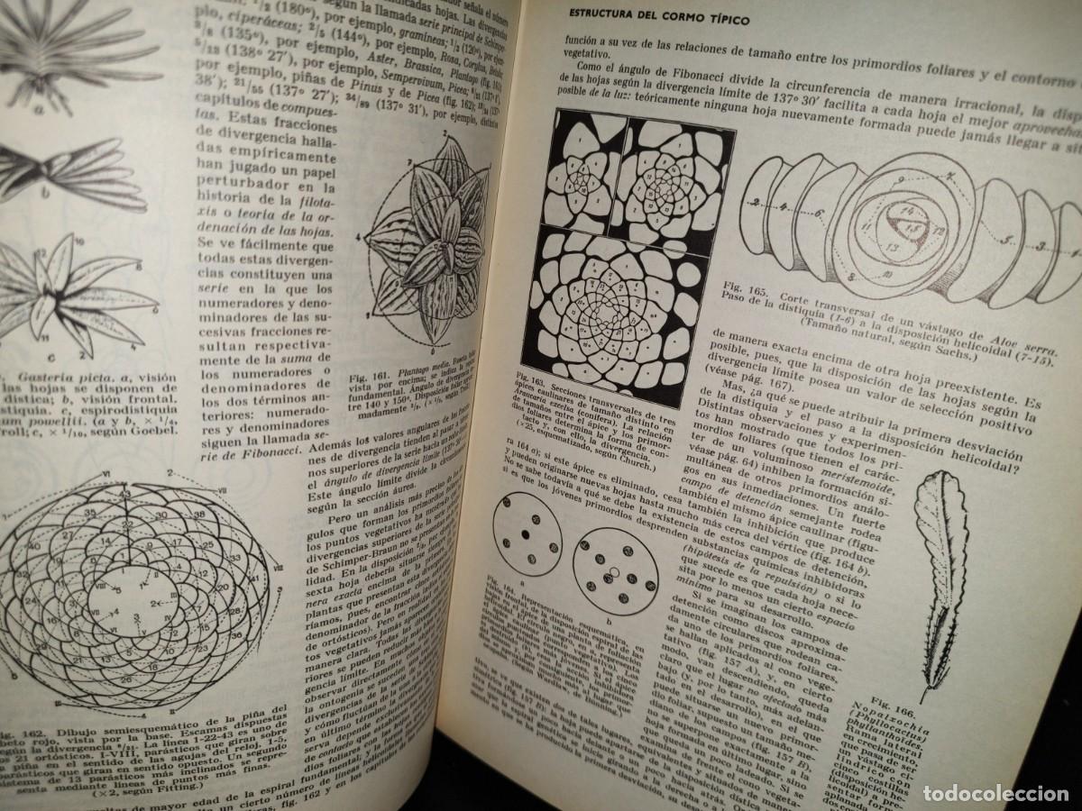 Libros de segunda mano: 47- TRATADO DE BOT&Aacute;NICA - E. STRASBURGER - 1971 - Foto 13