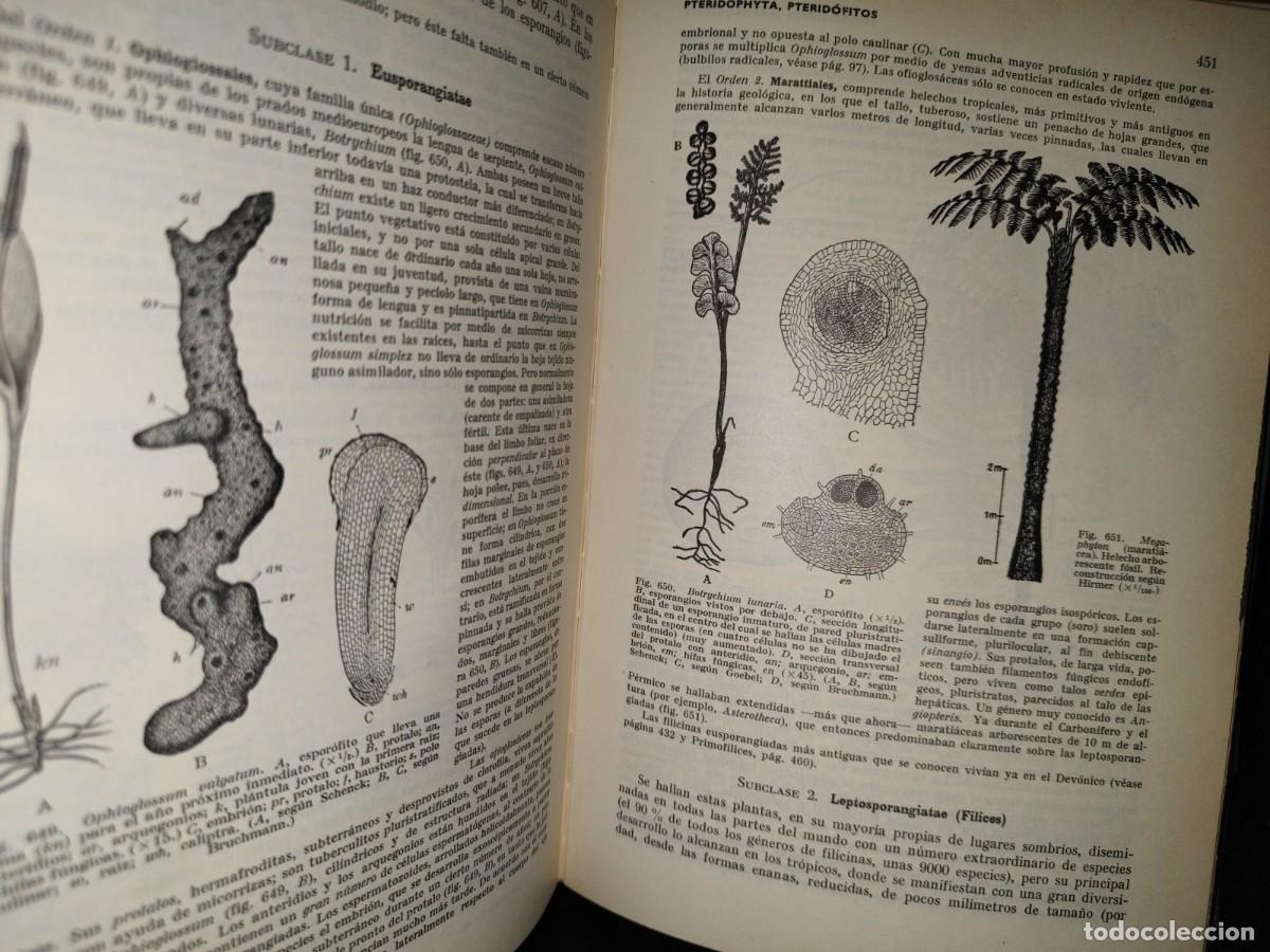 Libros de segunda mano: 47- TRATADO DE BOT&Aacute;NICA - E. STRASBURGER - 1971 - Foto 14