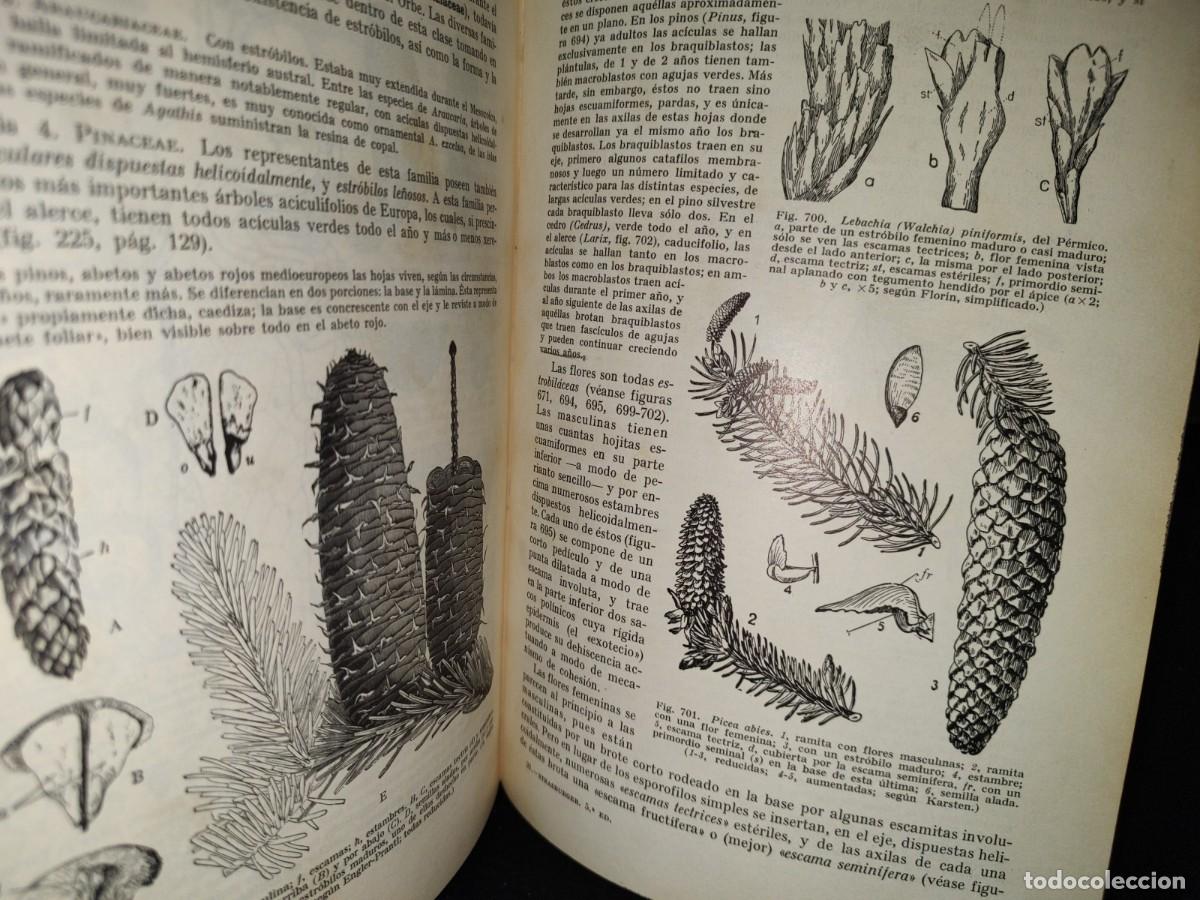 Libros de segunda mano: 47- TRATADO DE BOT&Aacute;NICA - E. STRASBURGER - 1971 - Foto 15