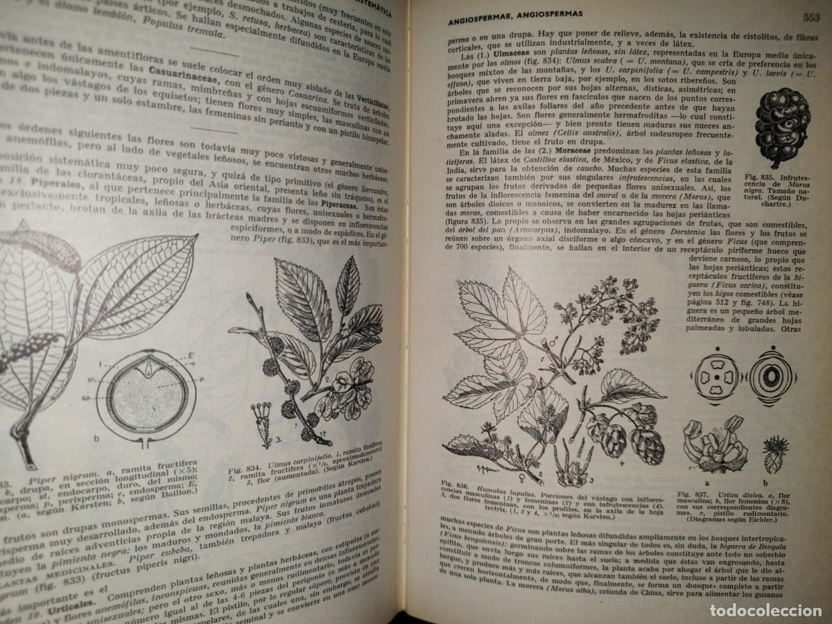 Libros de segunda mano: 47- TRATADO DE BOT&Aacute;NICA - E. STRASBURGER - 1971 - Foto 17