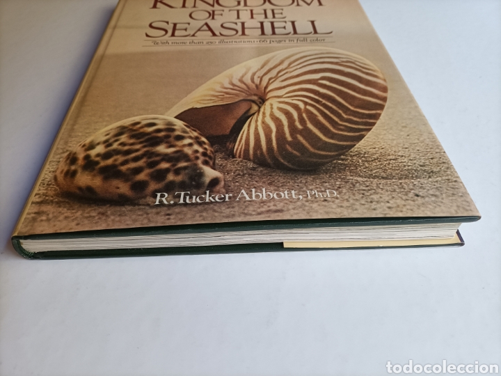 Libros de segunda mano: Kingdom if the seashell . Libro en ingl&eacute;s. El reino de la concha - Foto 3