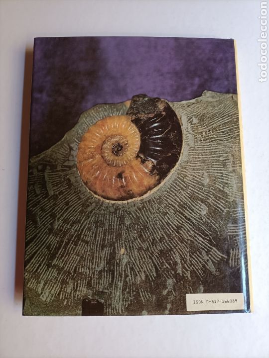 Libros de segunda mano: Kingdom if the seashell . Libro en ingl&eacute;s. El reino de la concha - Foto 6