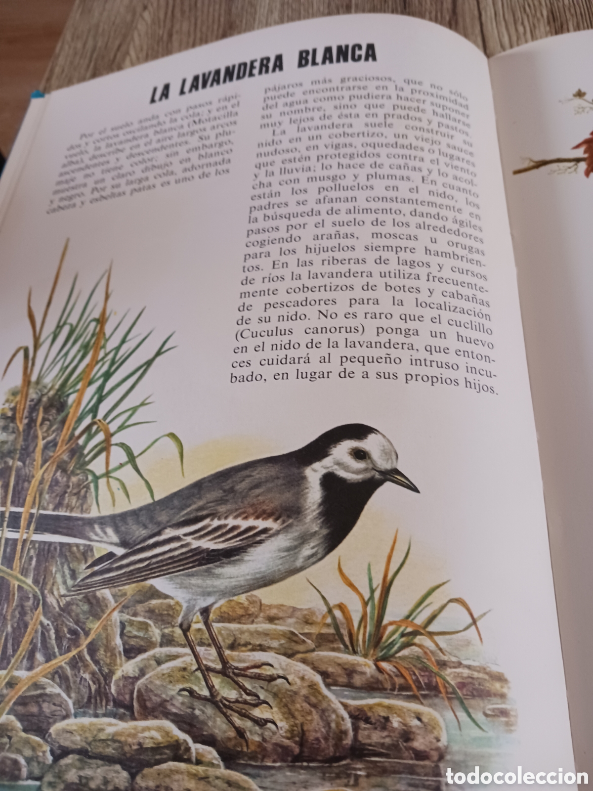 Libros de segunda mano: Conoce las Aves y los Reptiles. - Foto 7