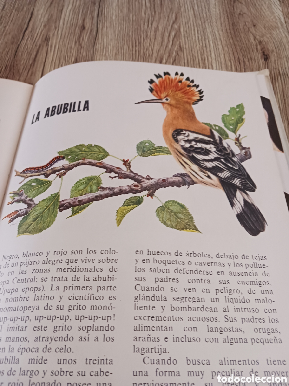 Libros de segunda mano: Conoce las Aves y los Reptiles. - Foto 8