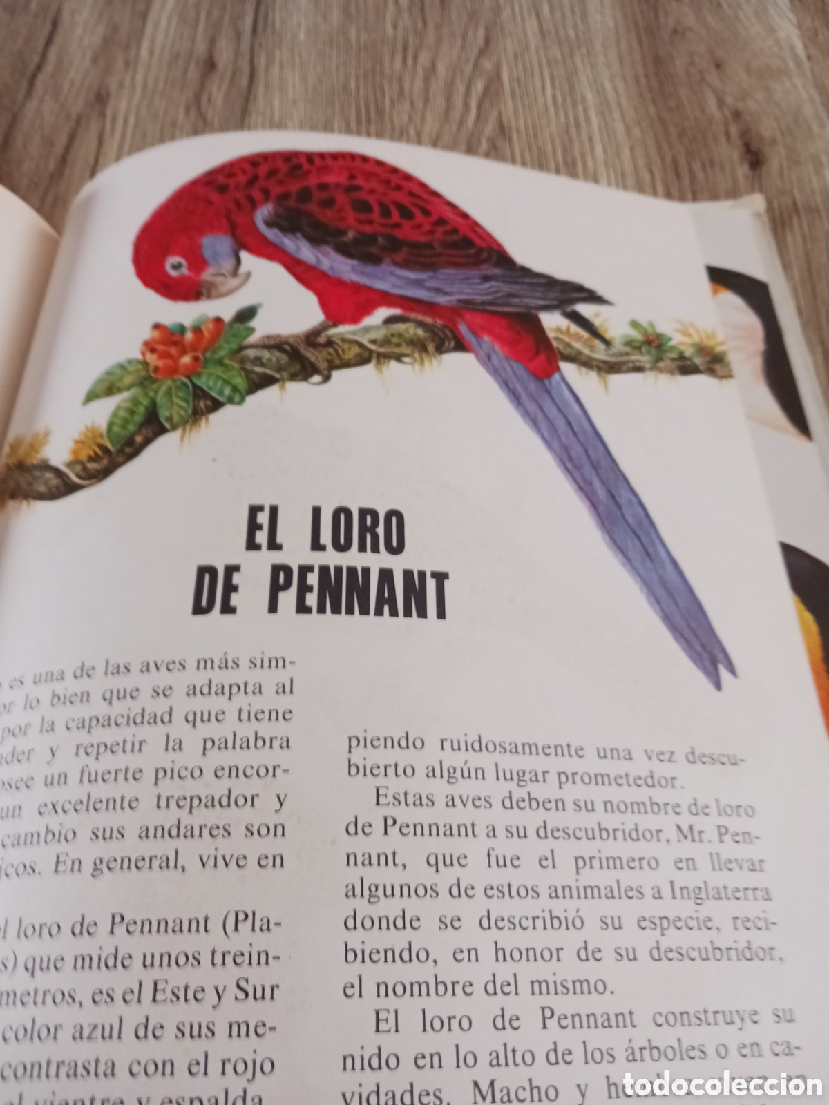 Libros de segunda mano: Conoce las Aves y los Reptiles. - Foto 10