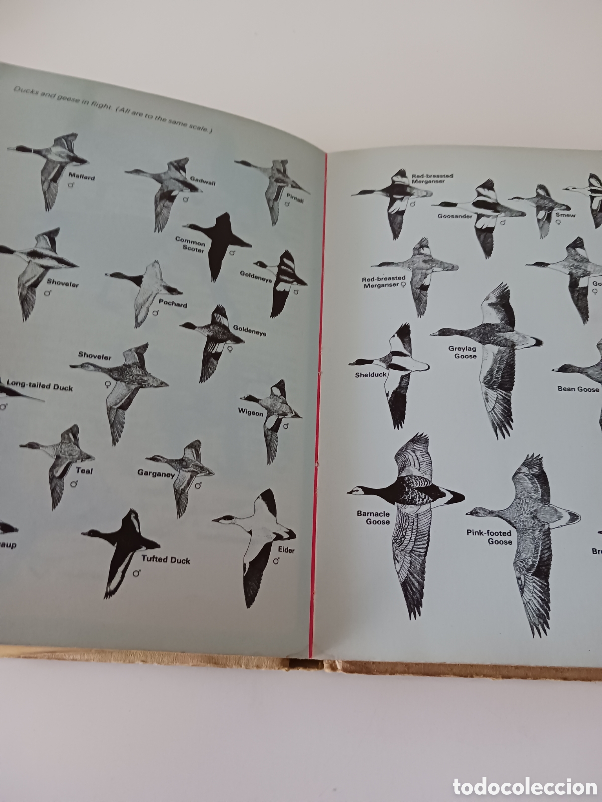 Libros de segunda mano: Guide to British Birds, RSPB, David Saunders, 1976 ingl&eacute;s - Foto 8