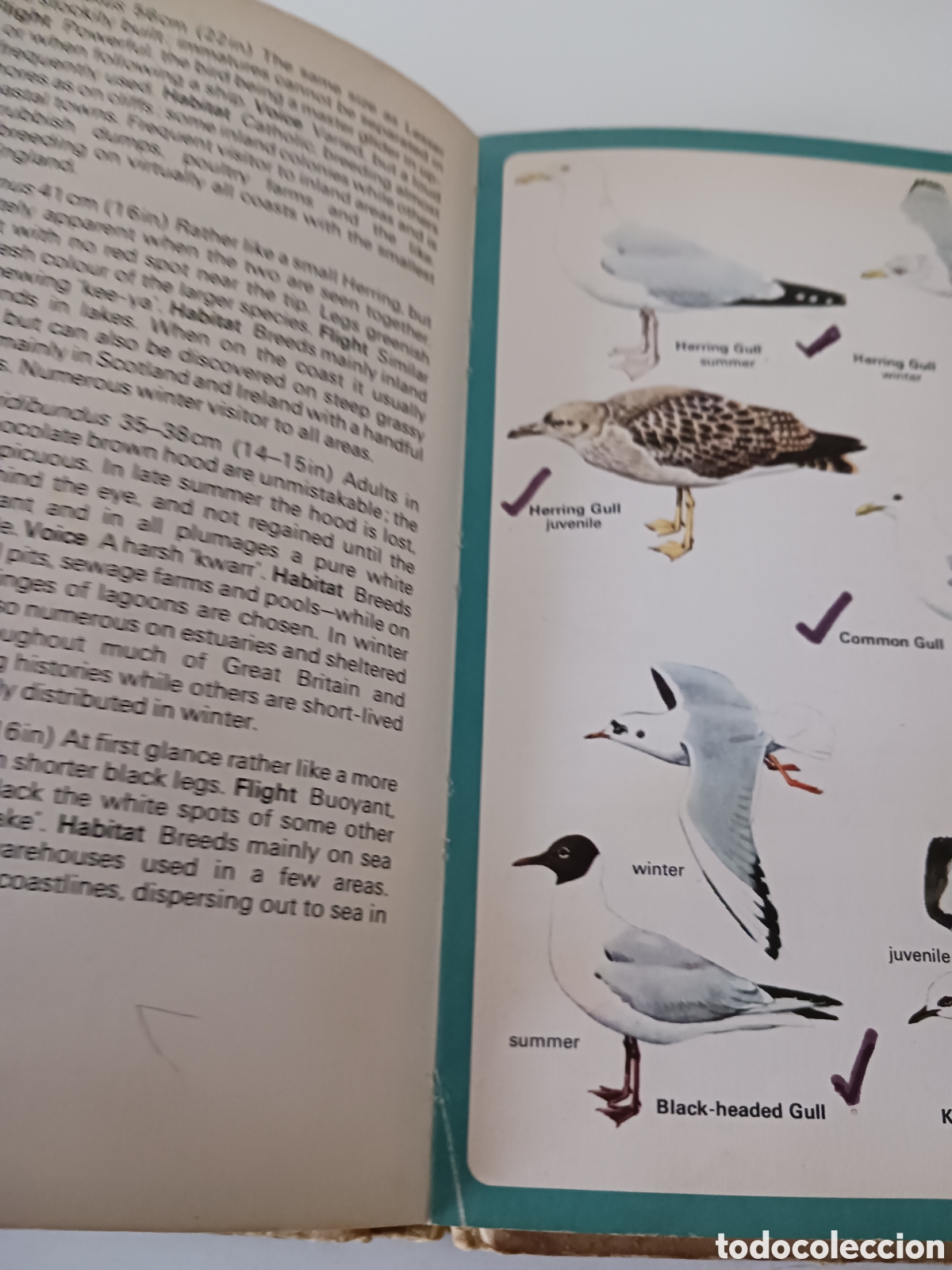 Libros de segunda mano: Guide to British Birds, RSPB, David Saunders, 1976 ingl&eacute;s - Foto 9