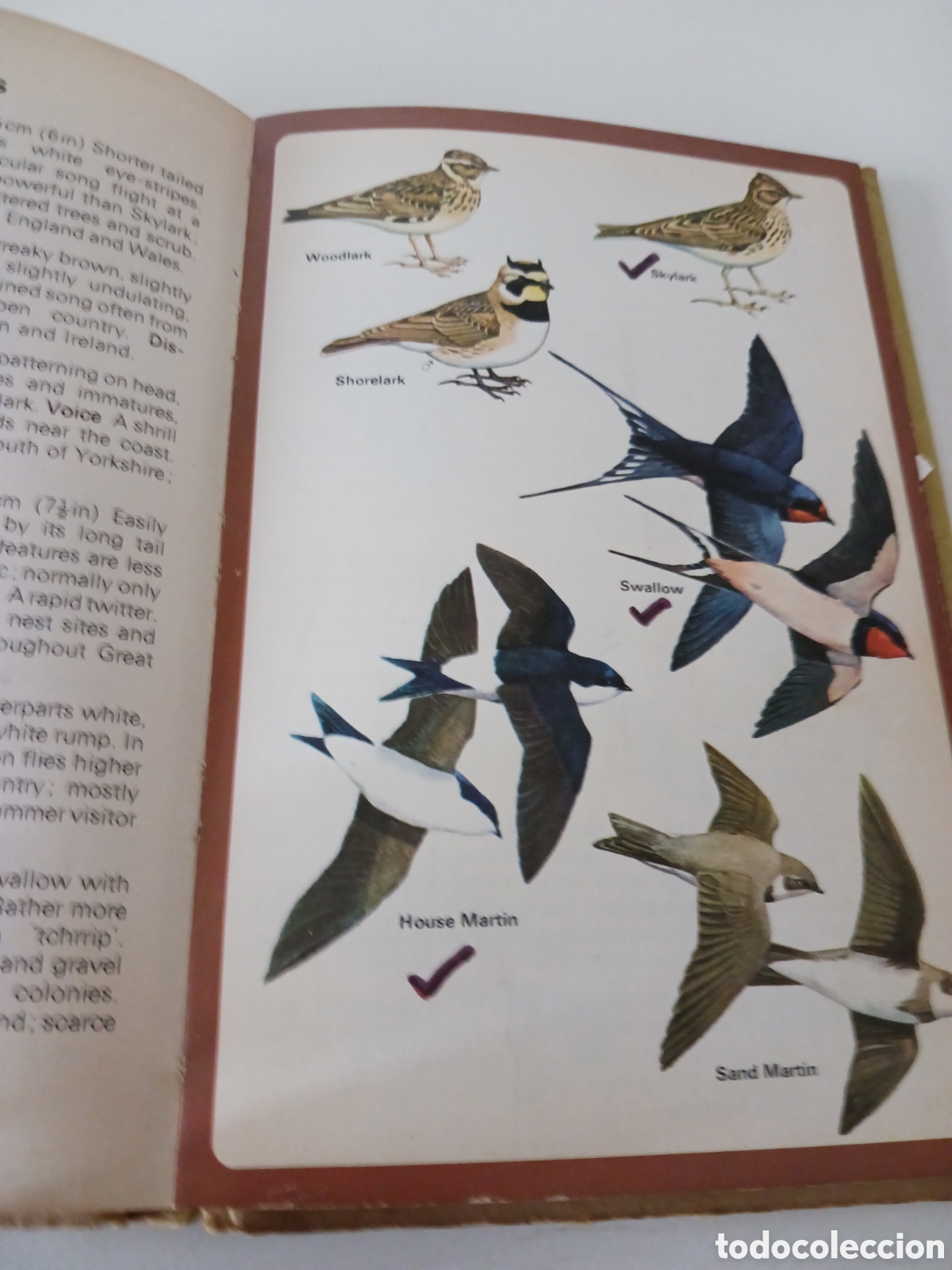 Libros de segunda mano: Guide to British Birds, RSPB, David Saunders, 1976 ingl&eacute;s - Foto 10