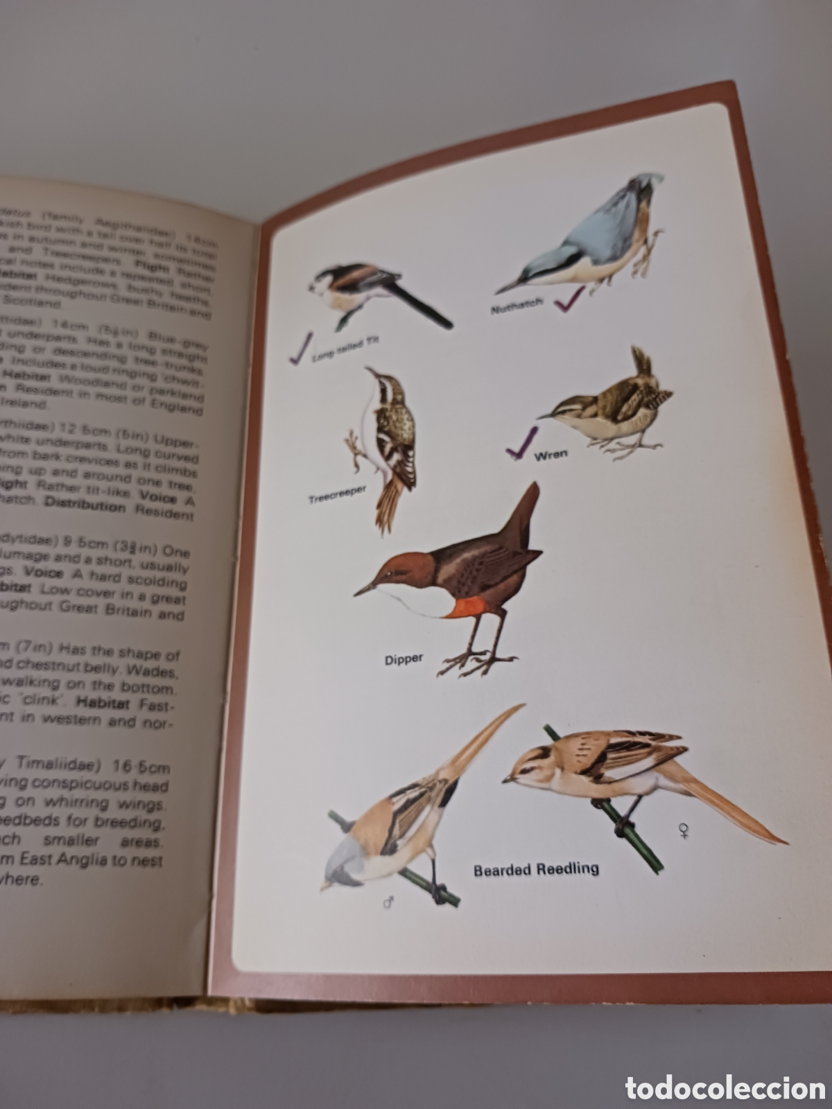 Libros de segunda mano: Guide to British Birds, RSPB, David Saunders, 1976 ingl&eacute;s - Foto 11