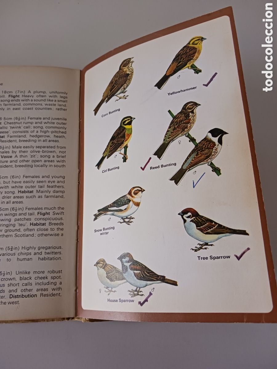Libros de segunda mano: Guide to British Birds, RSPB, David Saunders, 1976 ingl&eacute;s - Foto 13