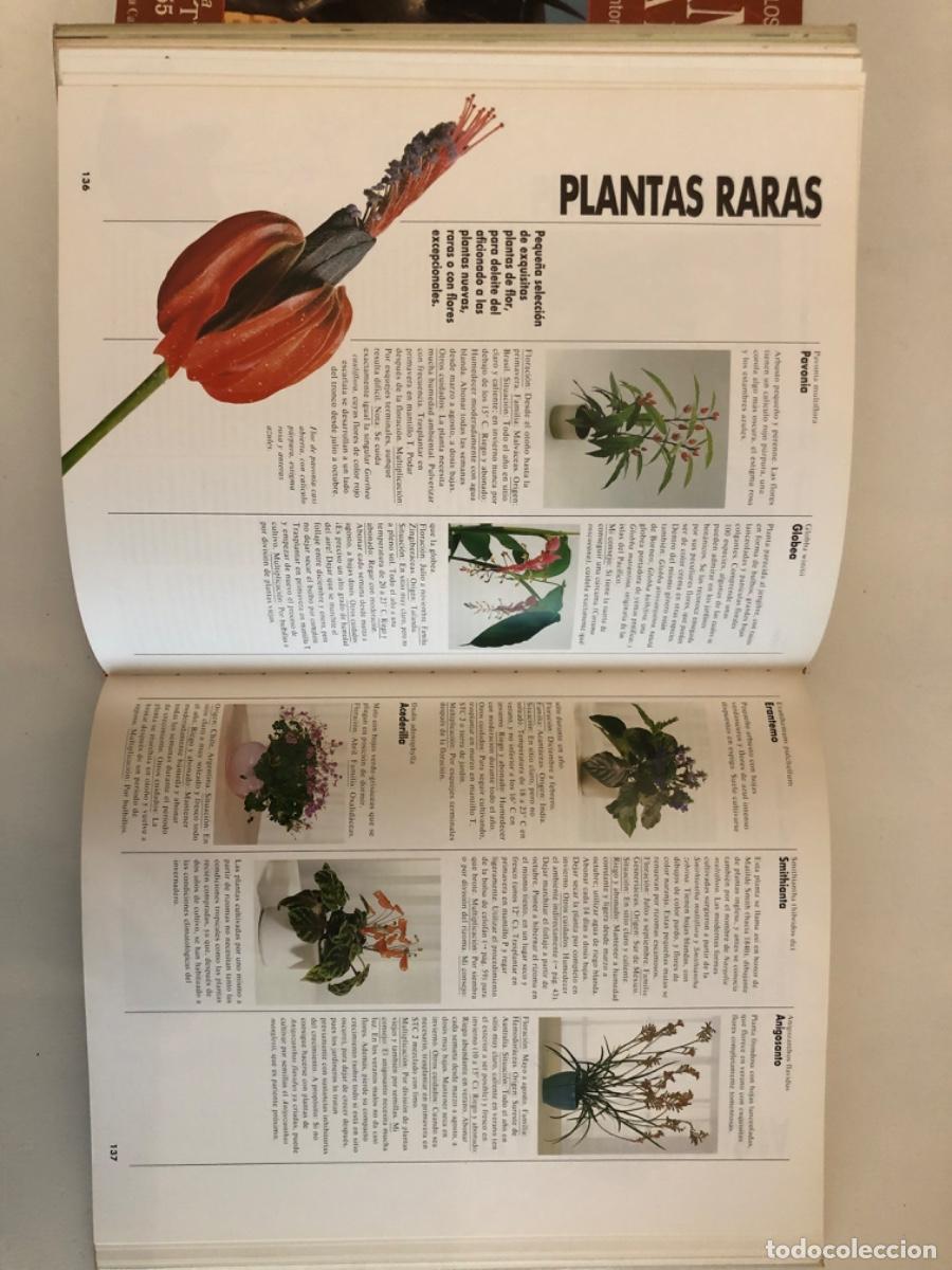 Libros de segunda mano: UN GRAN LIBRO DE LAS PLANTAS DE INTERIOR HALINA HEITZ - Foto 2