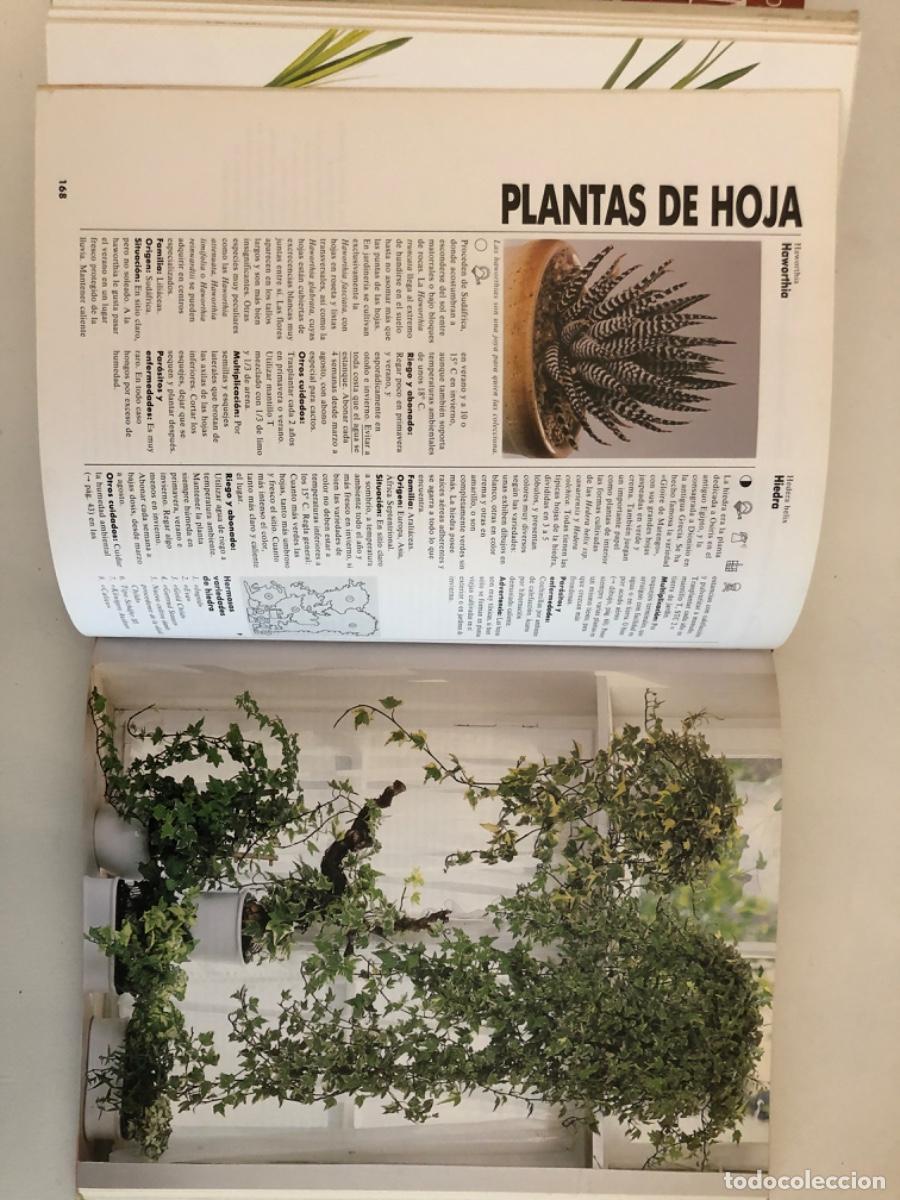 Libros de segunda mano: UN GRAN LIBRO DE LAS PLANTAS DE INTERIOR HALINA HEITZ - Foto 3